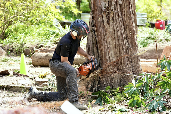 Tree services in St. Cloud, MN